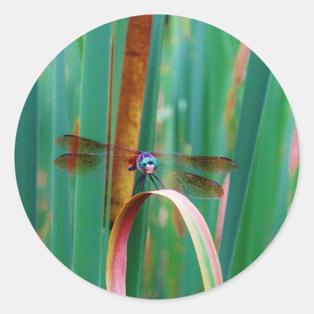 Ein aquamariner Mit Augen Drachenfliege mit Käfern Runder Aufkleber (Vorderseite)