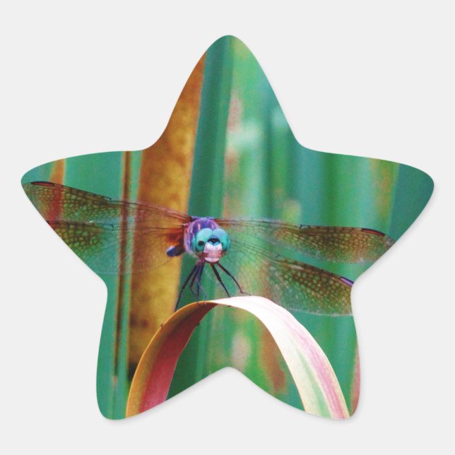 Ein aquamariner Mit Augen Drachenfliege mit Käfern Stern-Aufkleber (Vorderseite)