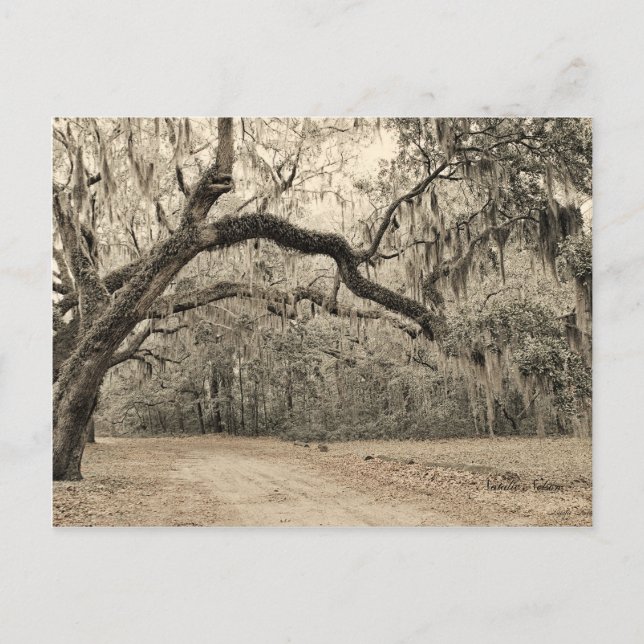 Ein Arch-Oakes-Postkarte Postkarte (Vorderseite)