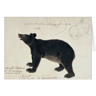 Ein asiatischer schwarzer Bär, "Ursus Tibetanus "