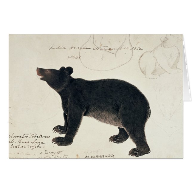 Ein asiatischer schwarzer Bär, "Ursus Tibetanus " (Vorderseite (Horizontal))