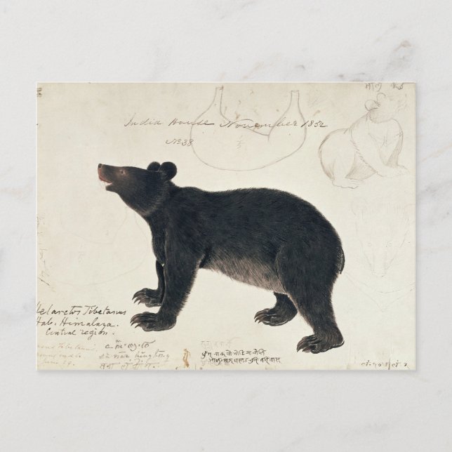 Ein asiatischer schwarzer Bär, "Ursus tibetanus" Postkarte (Vorderseite)