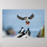 EIN ATLANTISCHES PUFFIN, DAS MIT SEINEM WAND IN LA