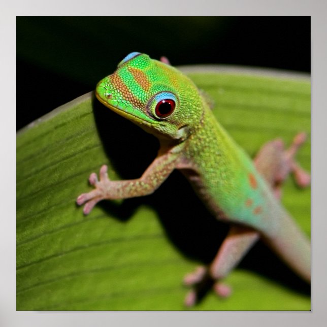 Ein Baby Green Gecko Poster (Vorne)