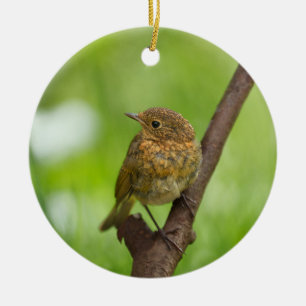 Ein Baby Robin auf einem Zweig Keramik Ornament