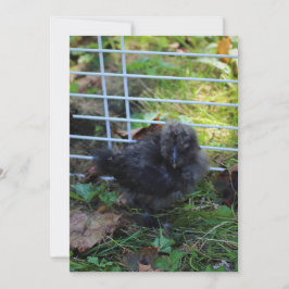 Ein Baby Silkie Einladung