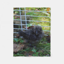 Ein Baby Silkie