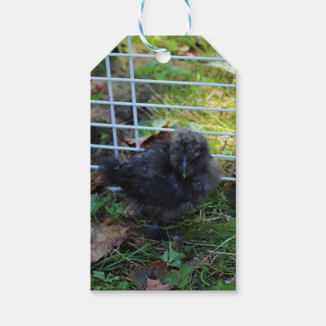 Ein Baby Silkie Geschenkanhänger (Vorderseite)