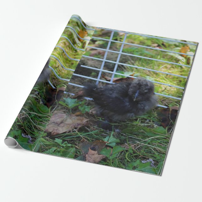 Ein Baby Silkie Geschenkpapier (Ungerollt)