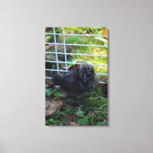 Ein Baby Silkie