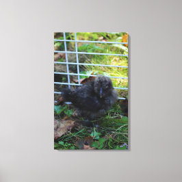 Ein Baby Silkie Leinwanddruck