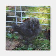 Ein Baby Silkie