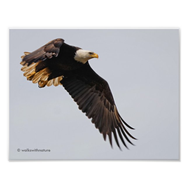 Ein Bald-Adler geht zum Himmel Fotodruck (Vorne)