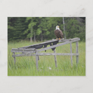 Ein Bald-Adler hob auf einer Ente blind. Postkarte