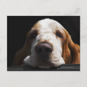 Ein Basset Hound ruht sich den Kopf Postkarte
