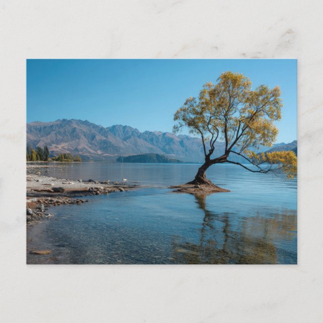 Ein Baum in einem See Postkarte (Vorderseite)