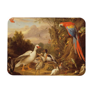 Ein Becken, Enten, Papageien und andere Vögel in Magnet