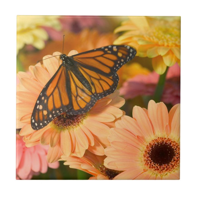 Ein beklagender Schmetterling Fliese (Vorderseite)