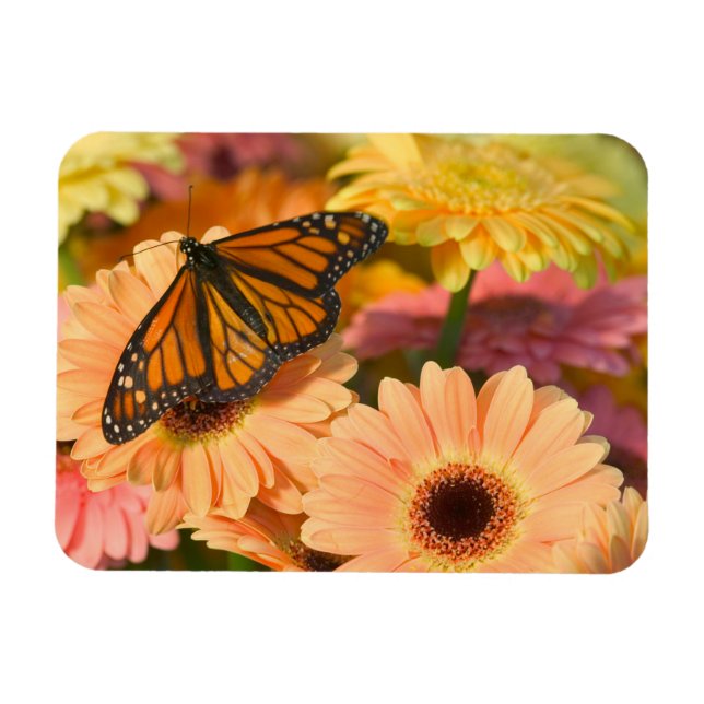 Ein beklagender Schmetterling Magnet (Horizontal)
