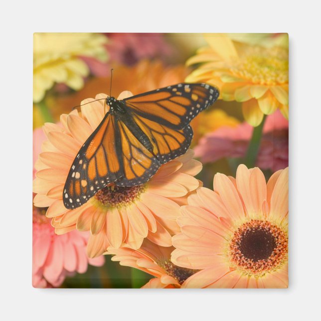 Ein beklagender Schmetterling Magnet (Vorne)