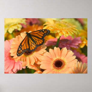 Ein beklagender Schmetterling Poster