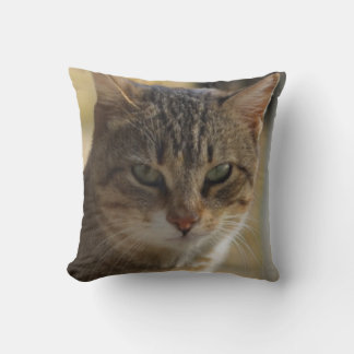 Ein Bild des Gesichts einer seriösen Katze in eine Kissen
