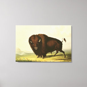 Ein Bison, c.1832 Leinwanddruck