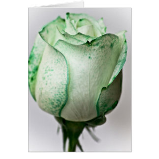 Ein bisschen Irisch in einer Rose