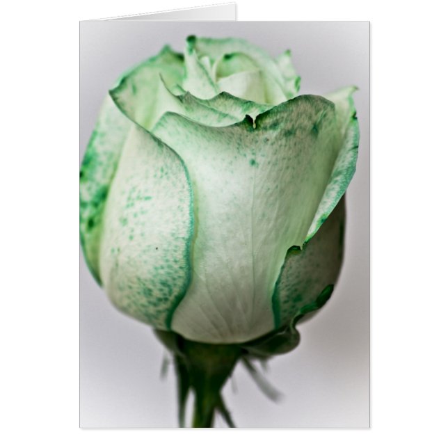 Ein bisschen Irisch in einer Rose (Vorne)