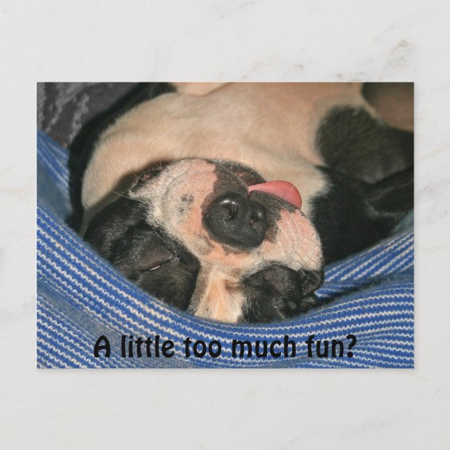 Ein bisschen zu viel Spaß? Boston Terrier Post Car Postkarte (Vorderseite)