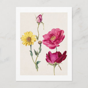 Ein Blatt mit Studien zu französischen Rosen und e Postkarte