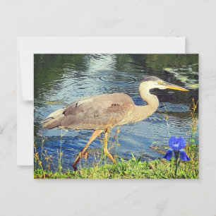 Ein blauer Held Postkarte