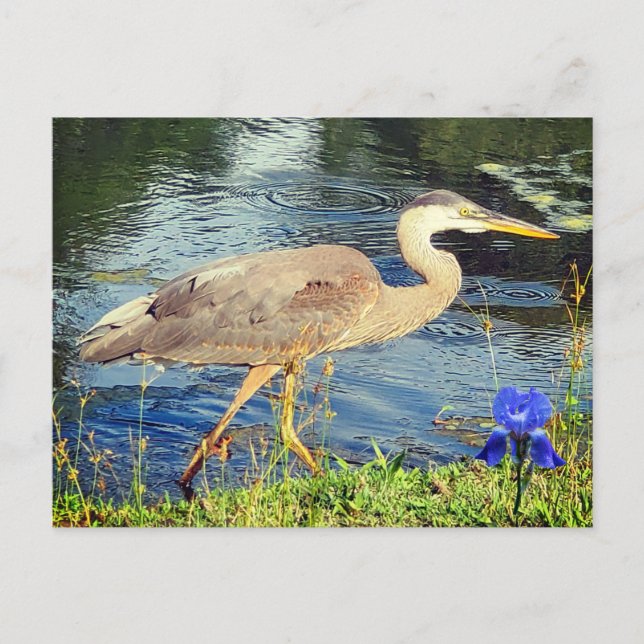 Ein blauer Held Postkarte (Vorderseite)