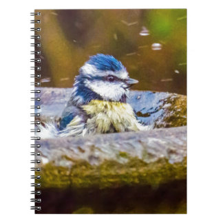 Ein blauer Tit im Birdbath Notizblock