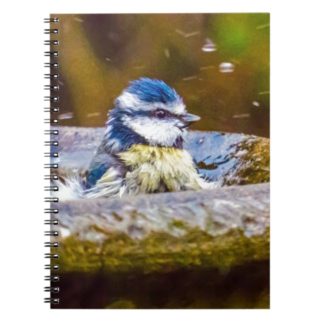 Ein blauer Tit im Birdbath Notizblock (Vorderseite)