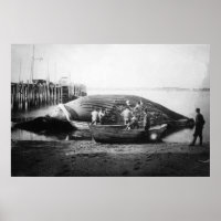 Ein Blauwal in Alaska-Fotografie schneiden