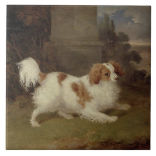 Ein Blenheim Spaniel, c.1820-30 (Öl auf Leinwand) Fliese