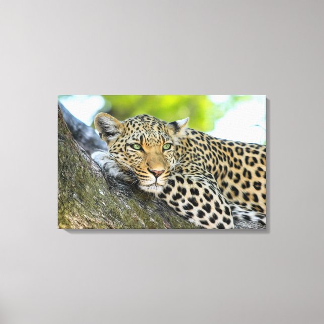 Ein Blick auf den Leopard Leinwanddruck (Vorderseite)