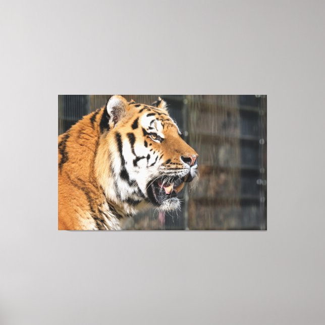 Ein Blick auf einen Tiger Leinwanddruck (Vorderseite)