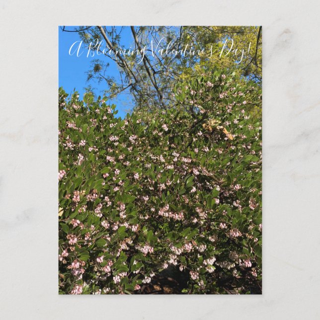 Ein blühender Valentinstag! Postkarte (Vorderseite)