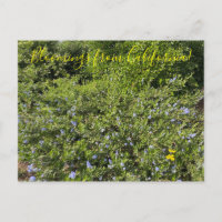 Ein blühendes Kalifornien: Blaue Blüten