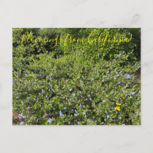 Ein blühendes Kalifornien: Blaue Blüten Postkarte