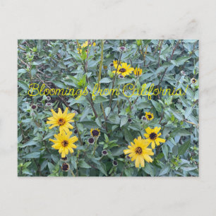 Ein blühendes Kalifornien: Encelia californica Postkarte