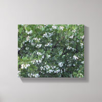 Ein blühendes Kalifornien: Manzanita Dr. Hurd