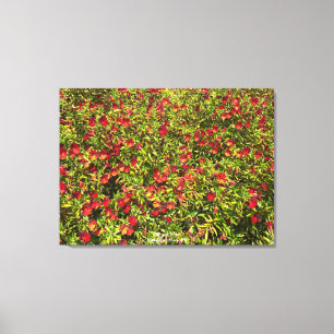 Ein blühendes Kalifornien: Mimulus 'rot' Leinwanddruck