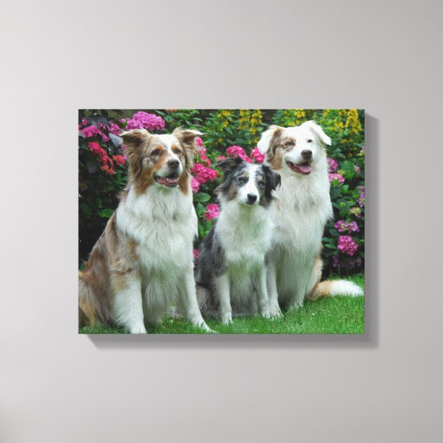 ein Border Collie, blue-merle, und zwei  Australia Leinwanddruck (Vorderseite)