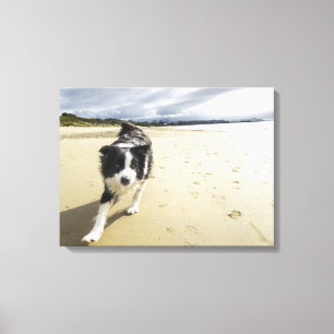 Ein Border-Collie-Hund, der auf den Strand läuft Leinwanddruck