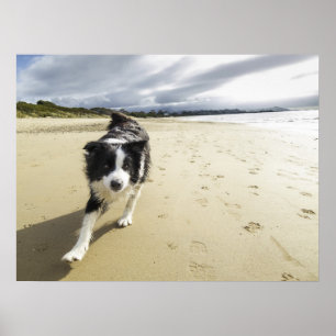 Ein Border-Collie-Hund, der auf den Strand läuft Poster