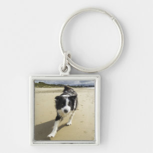 Ein Border-Collie-Hund, der auf den Strand läuft Schlüsselanhänger