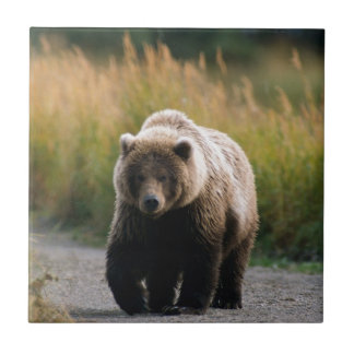 Ein Braunbär, der auf eine Spur geht Fliese